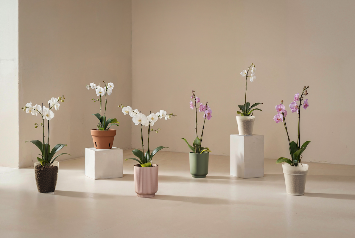 Orchid Pot: How to Choose the Ideal Model
