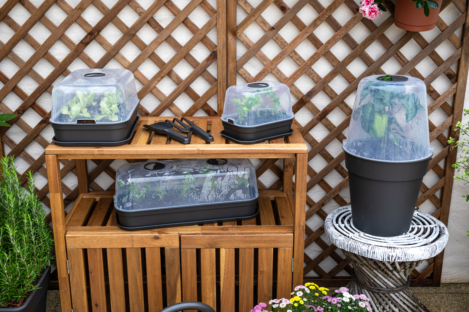 Blog - Ervas Aromáticas