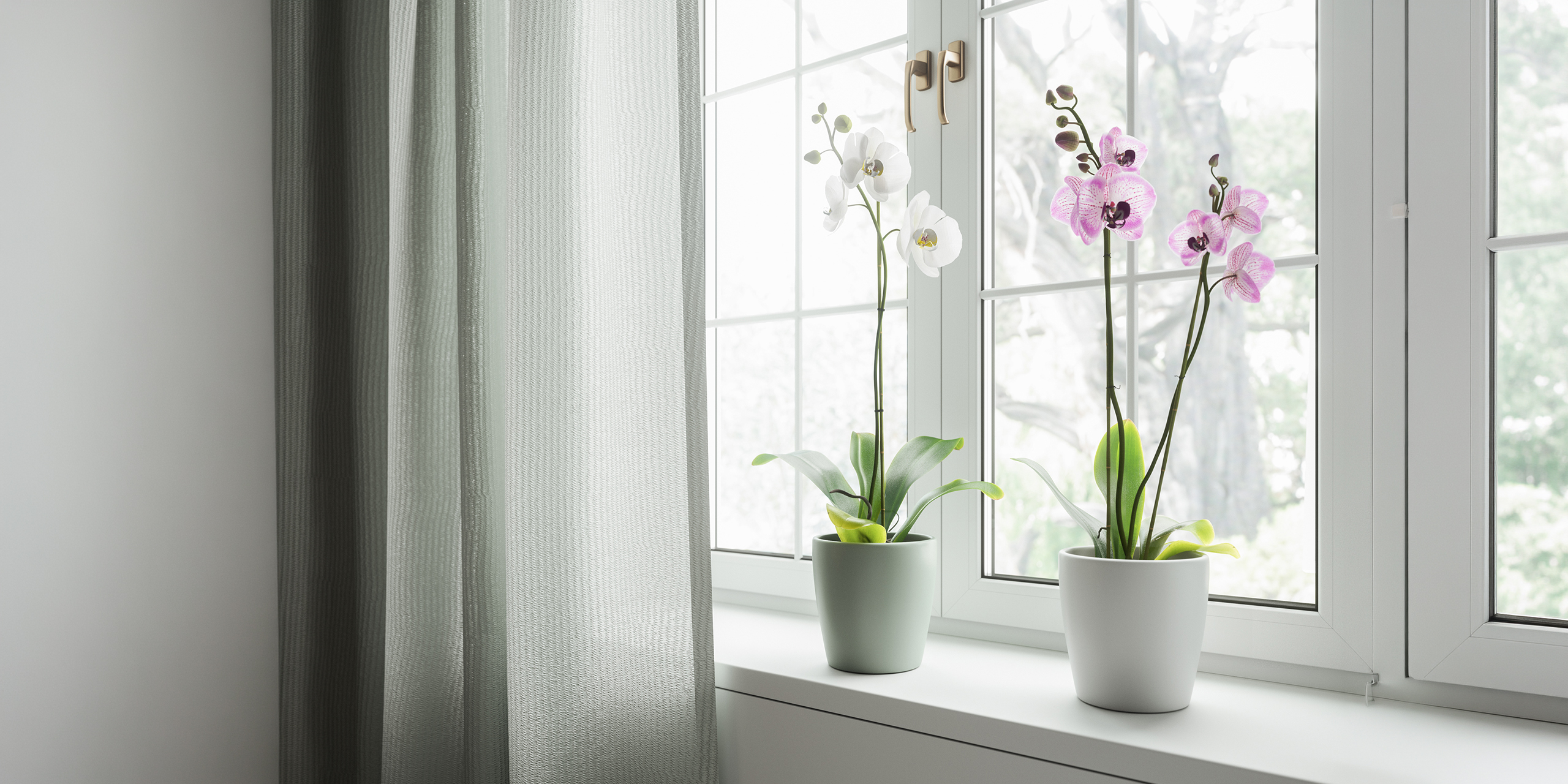 Two orchids, one love